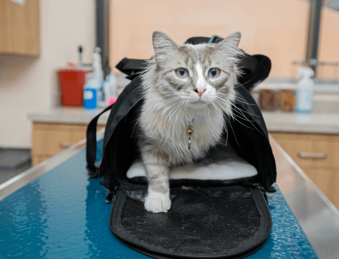 Cat in a carrier